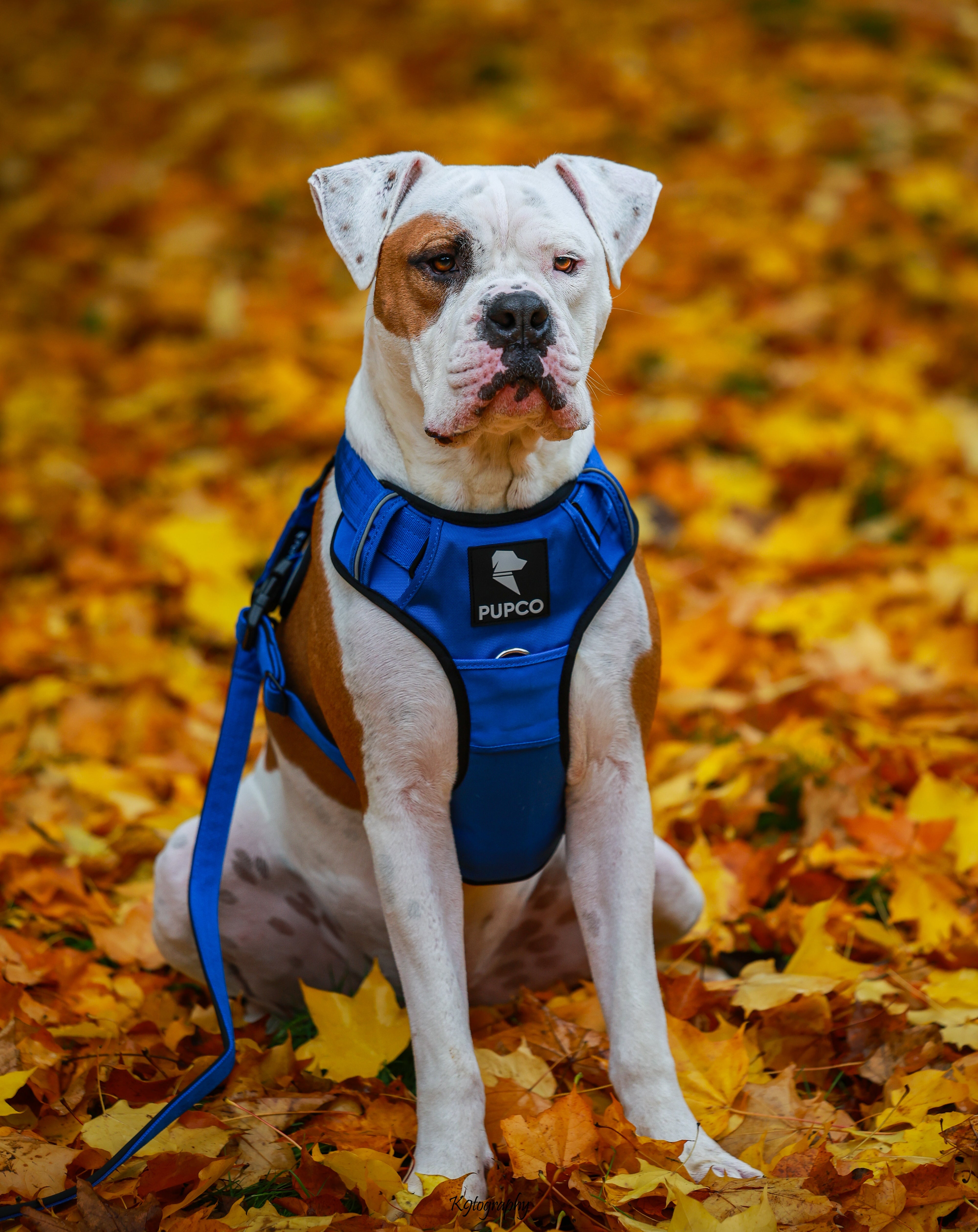 Prime harness bundle - Blue