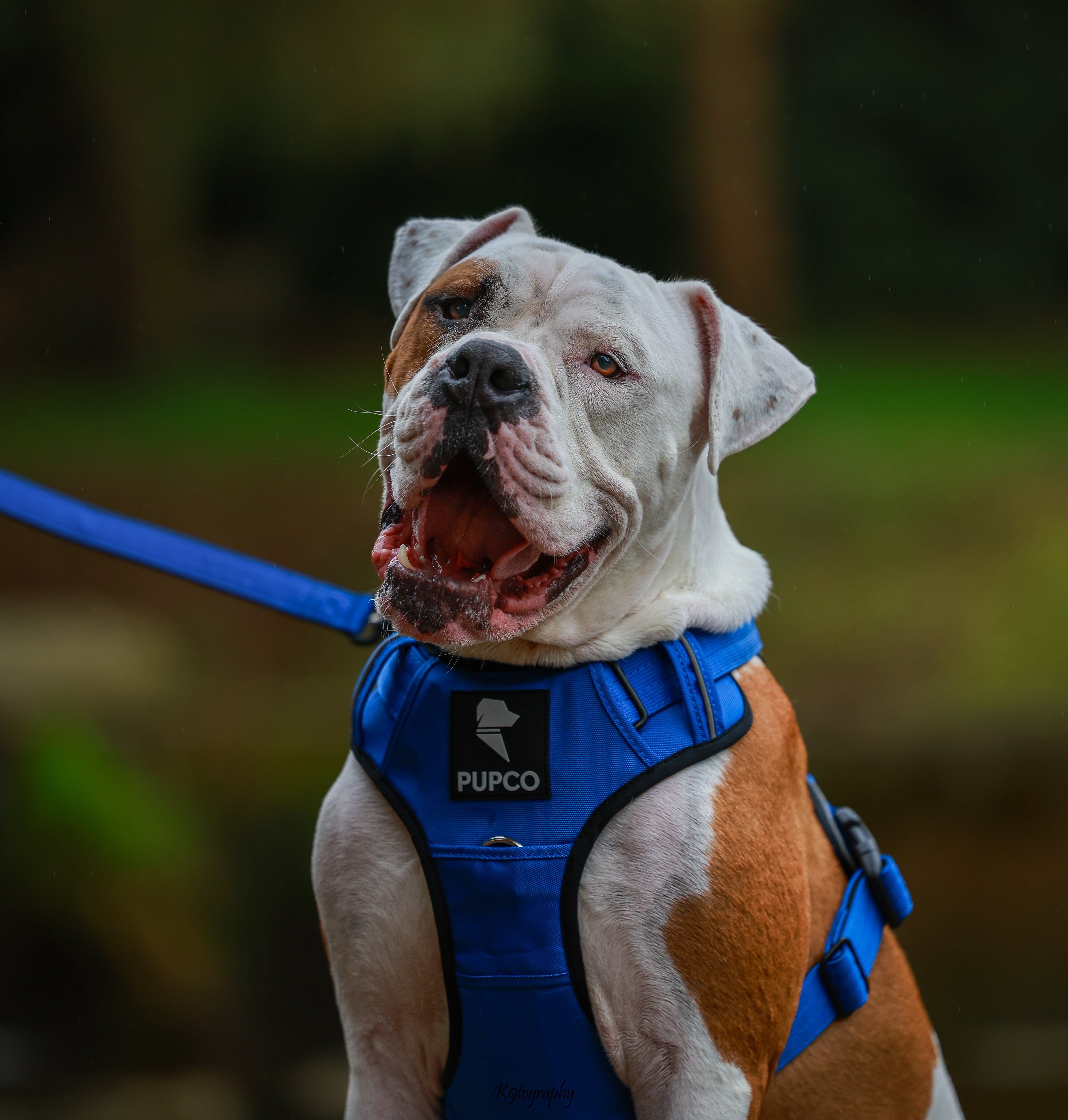 Prime harness bundle - Blue