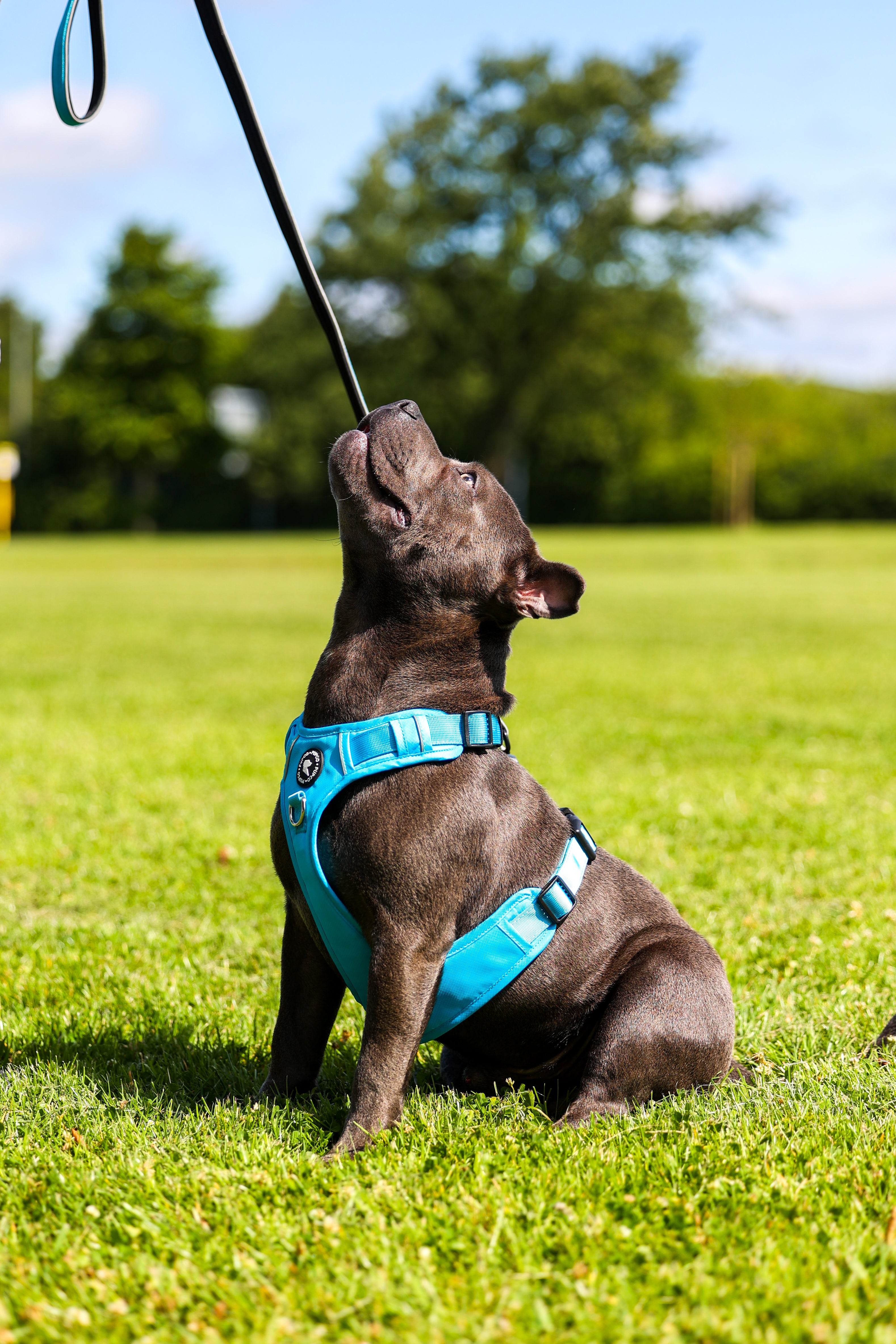 Lunar Harness - Aqua