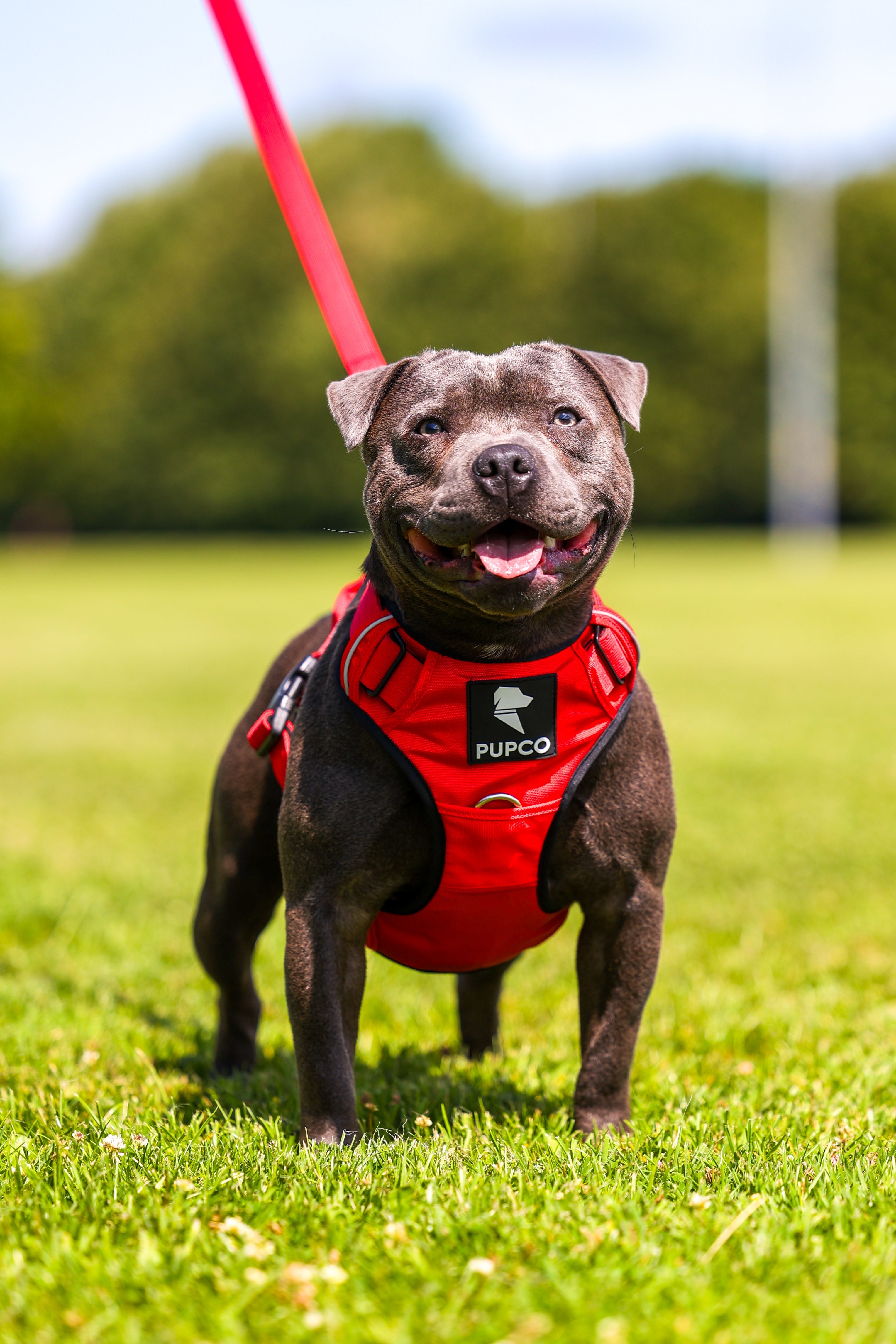 Prime harness bundle - Red