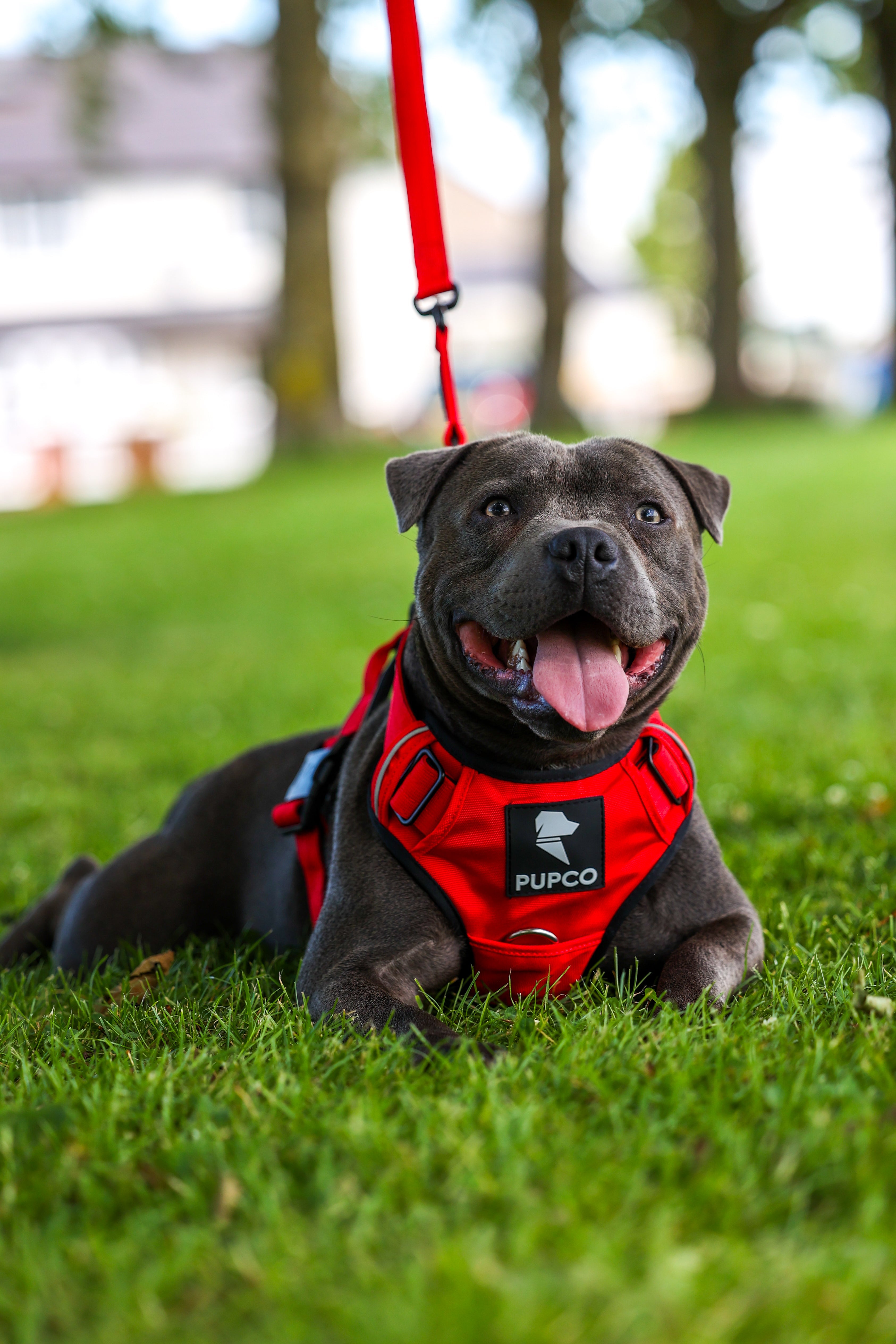 Prime harness bundle - Red