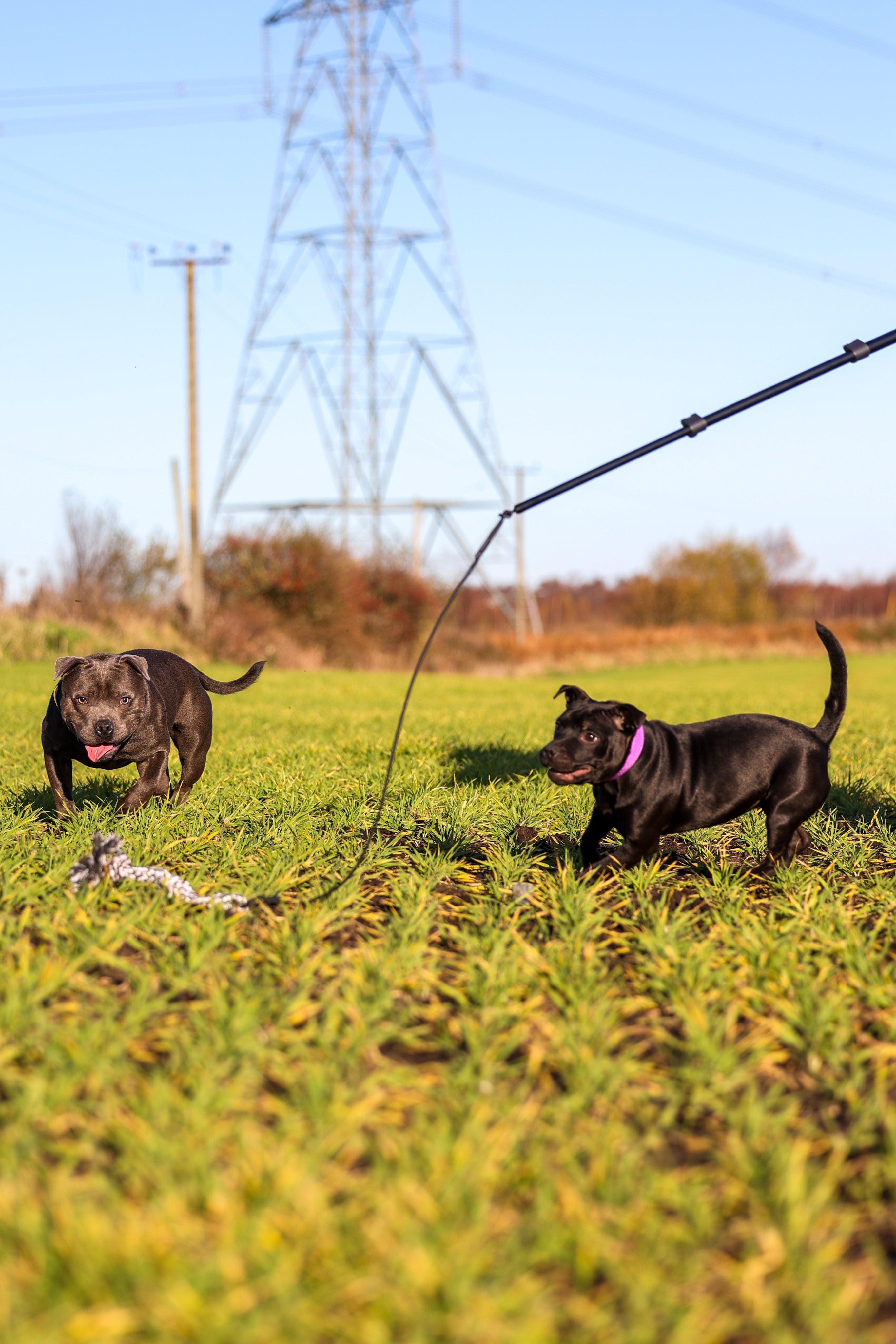 Pupco Extendable Flirt Pole - Extra Strong Dog Training Toy