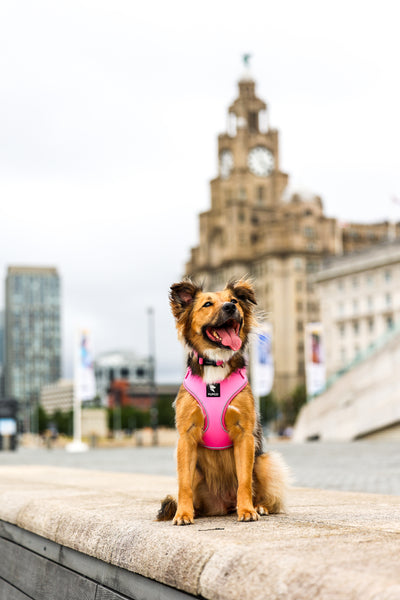 Smaller breeds & puppies