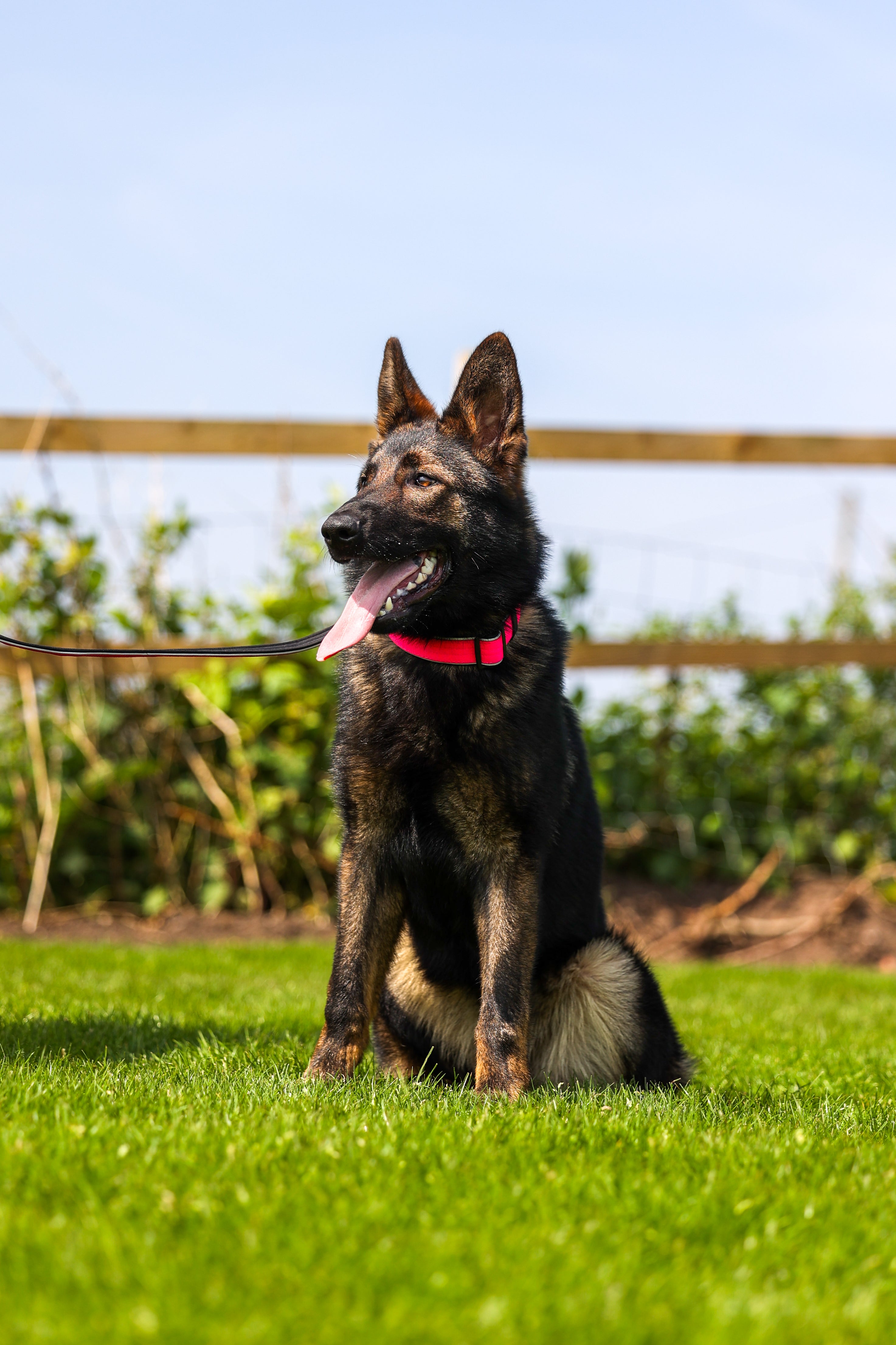 German Shepherd sitting on grass wearing a bright Reflective tactical collar - Rose pink with a leash attached in an outdoor setting with a clear sky and fence in the background
