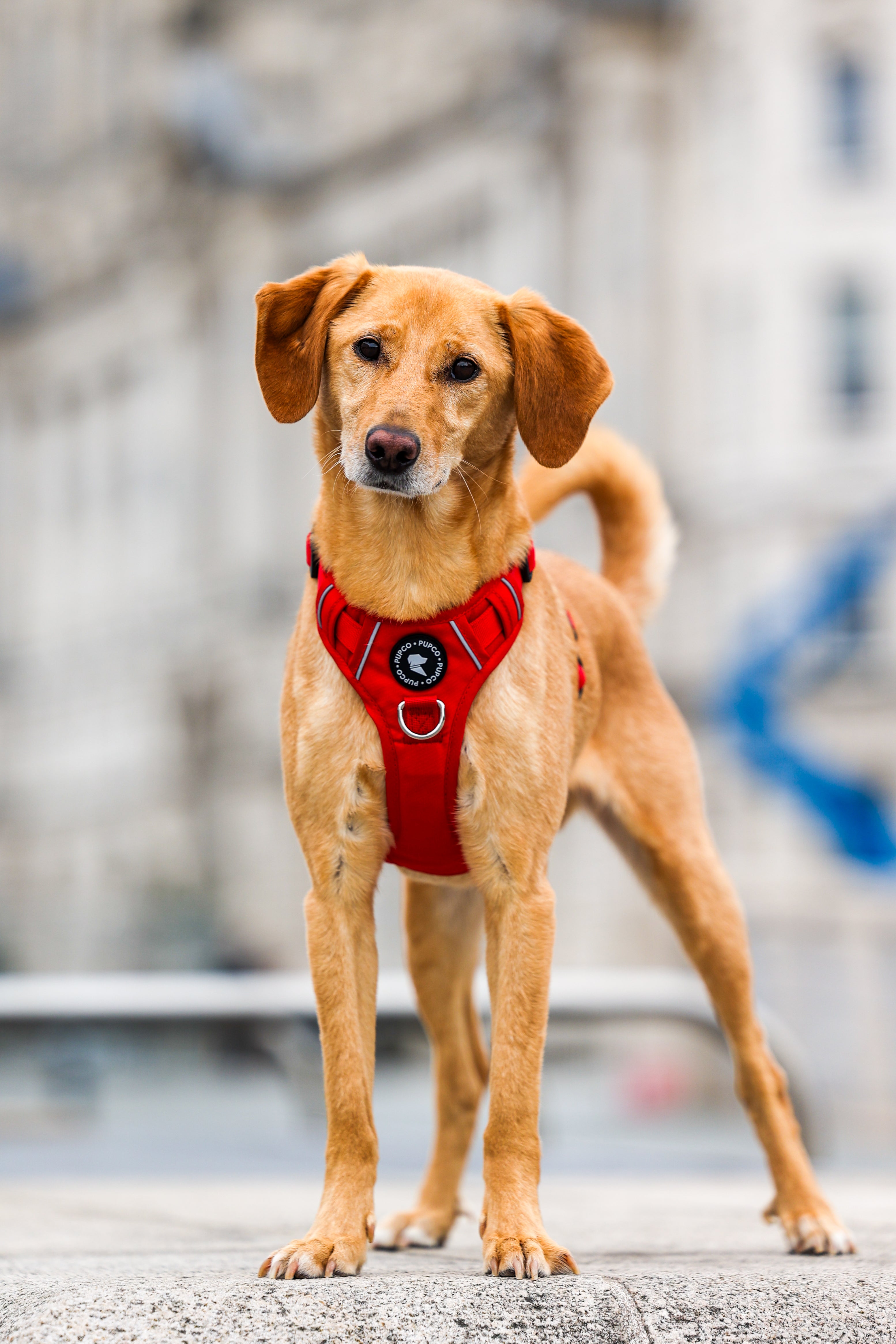 Lunar Harness - Red