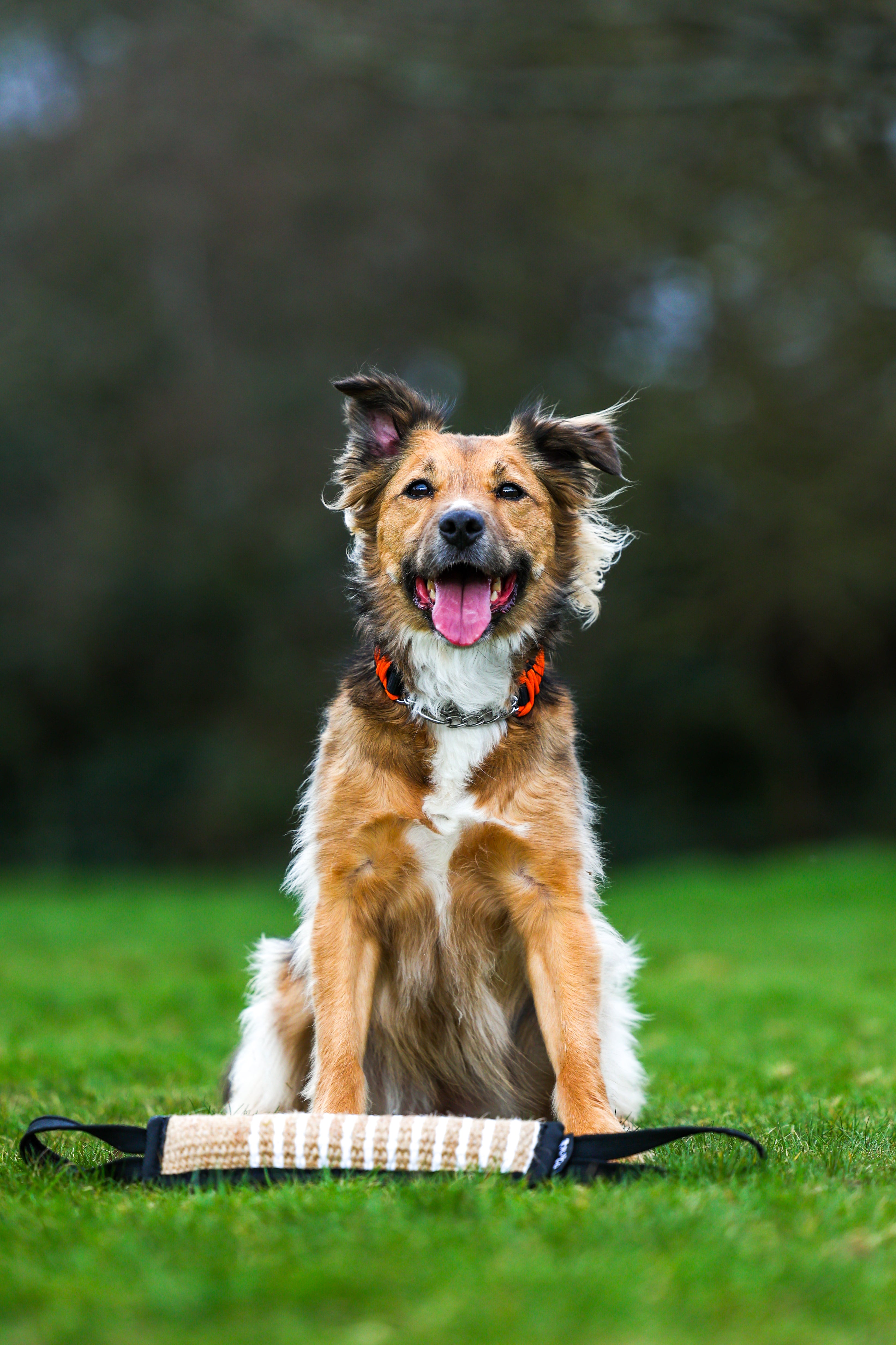 Pupco bite pillow — dog training tug toy | Thepupco UK

