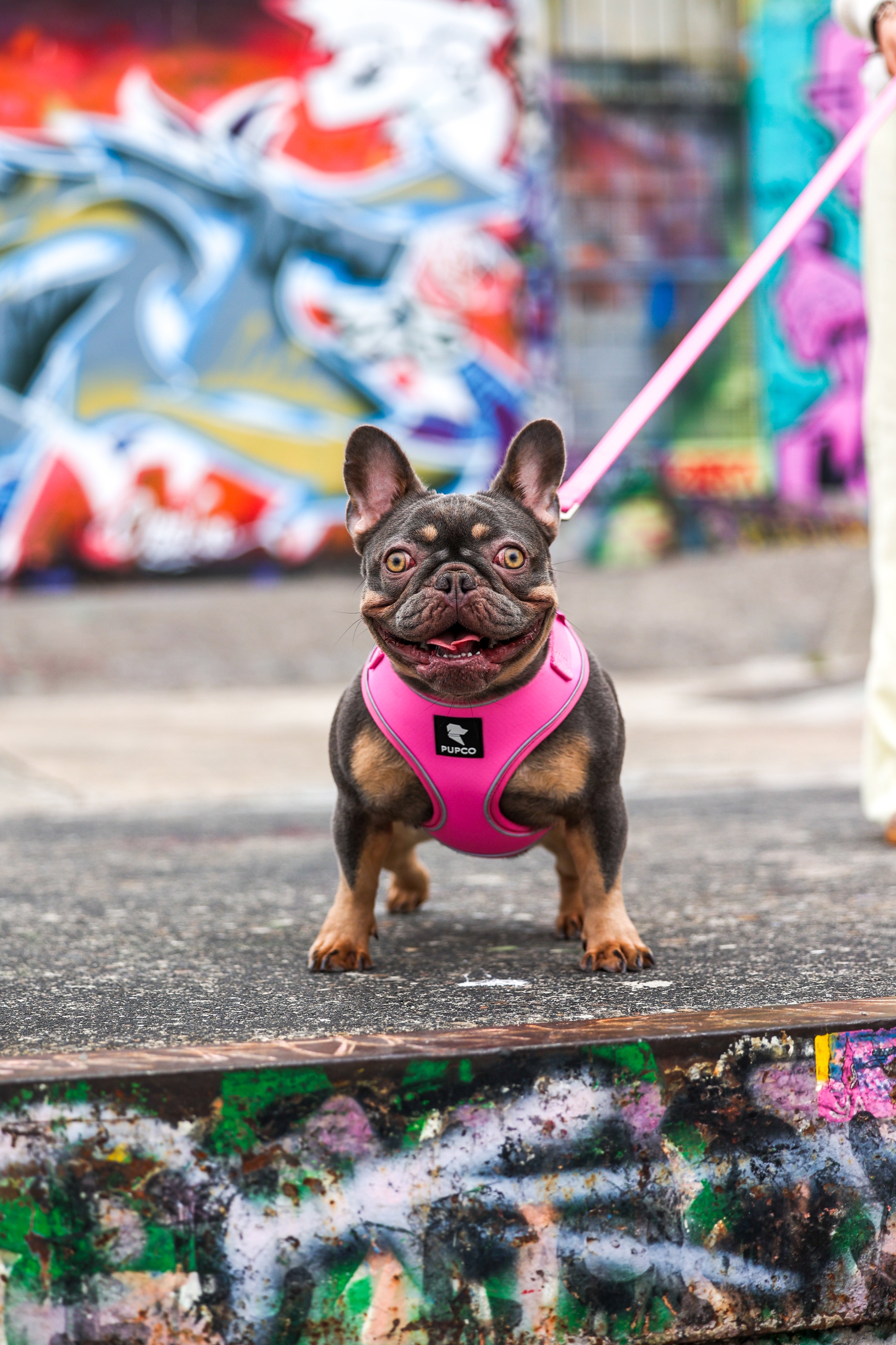 French bulldog standing on graffiti-covered urban pavement wearing a bright pink Air-Lite Harness - Pink with a matching leash in a colorful street art setting