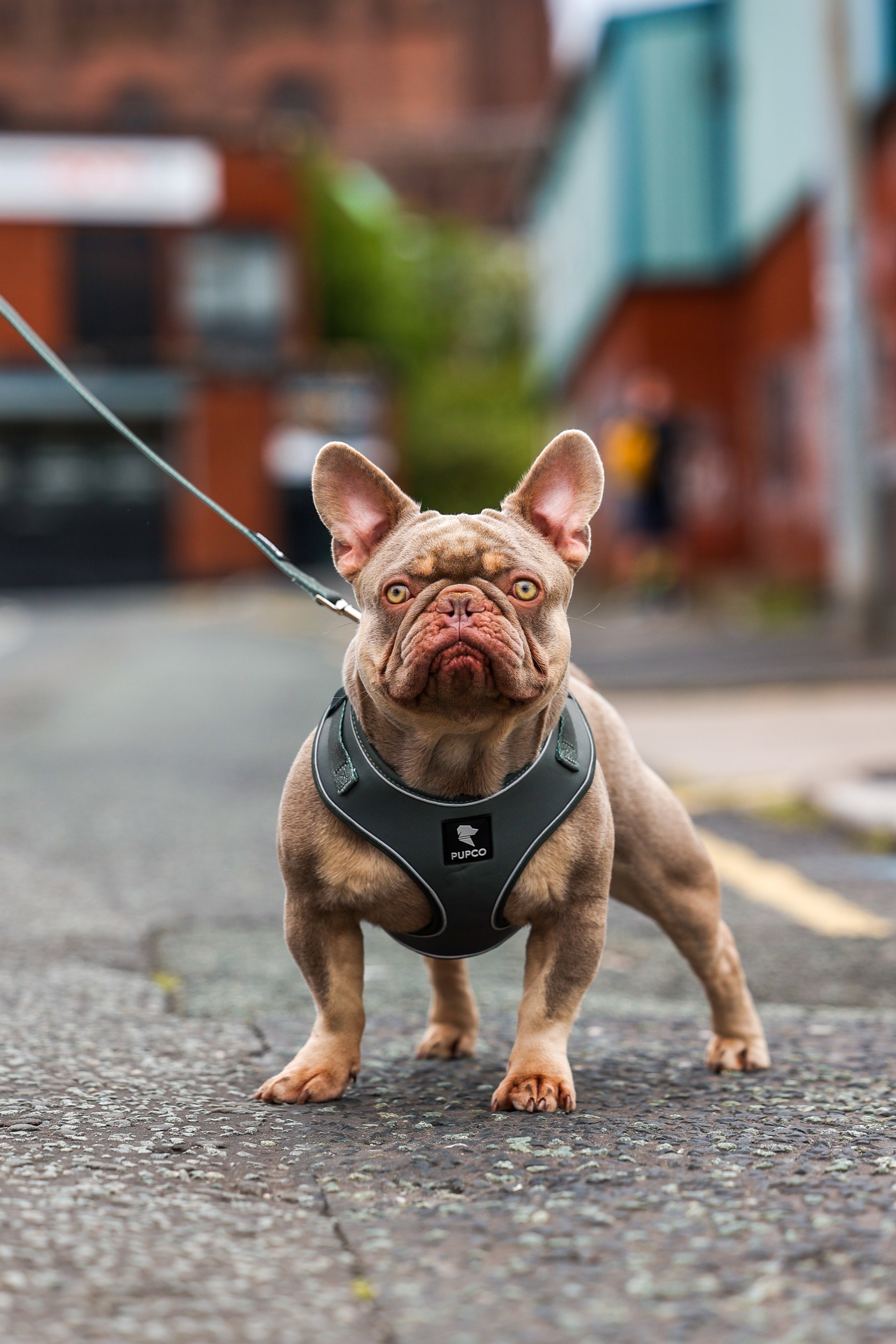 Bulldog standing on a city street wearing a black Pupco Air-Lite Harness - Khaki with a leash attached, showcasing durable and comfortable performance gear for active dogs.