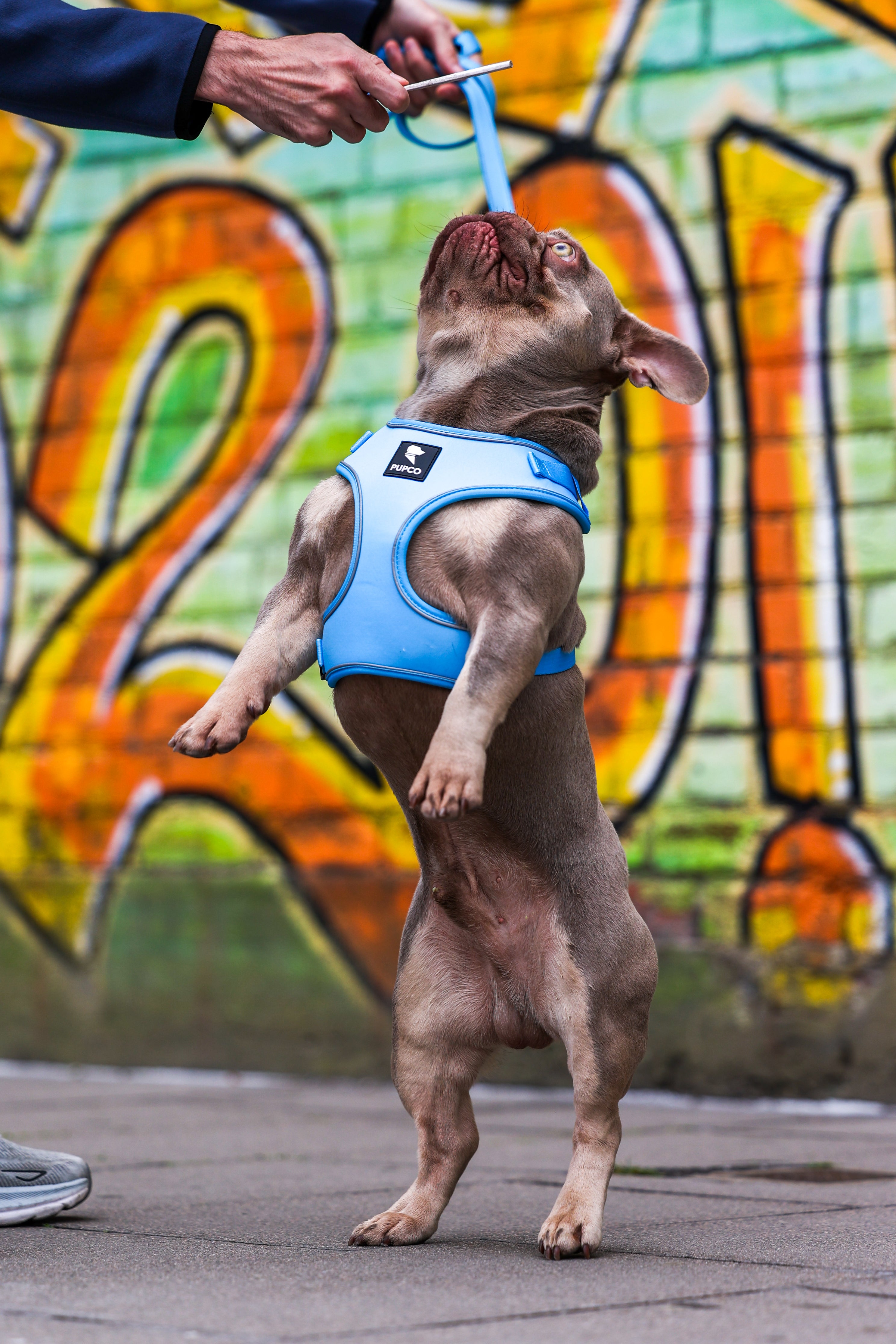 French bulldog standing on hind legs wearing a bright blue Air-Lite Harness - Sky blue while being engaged by a person holding a treat near a colorful graffiti wall.