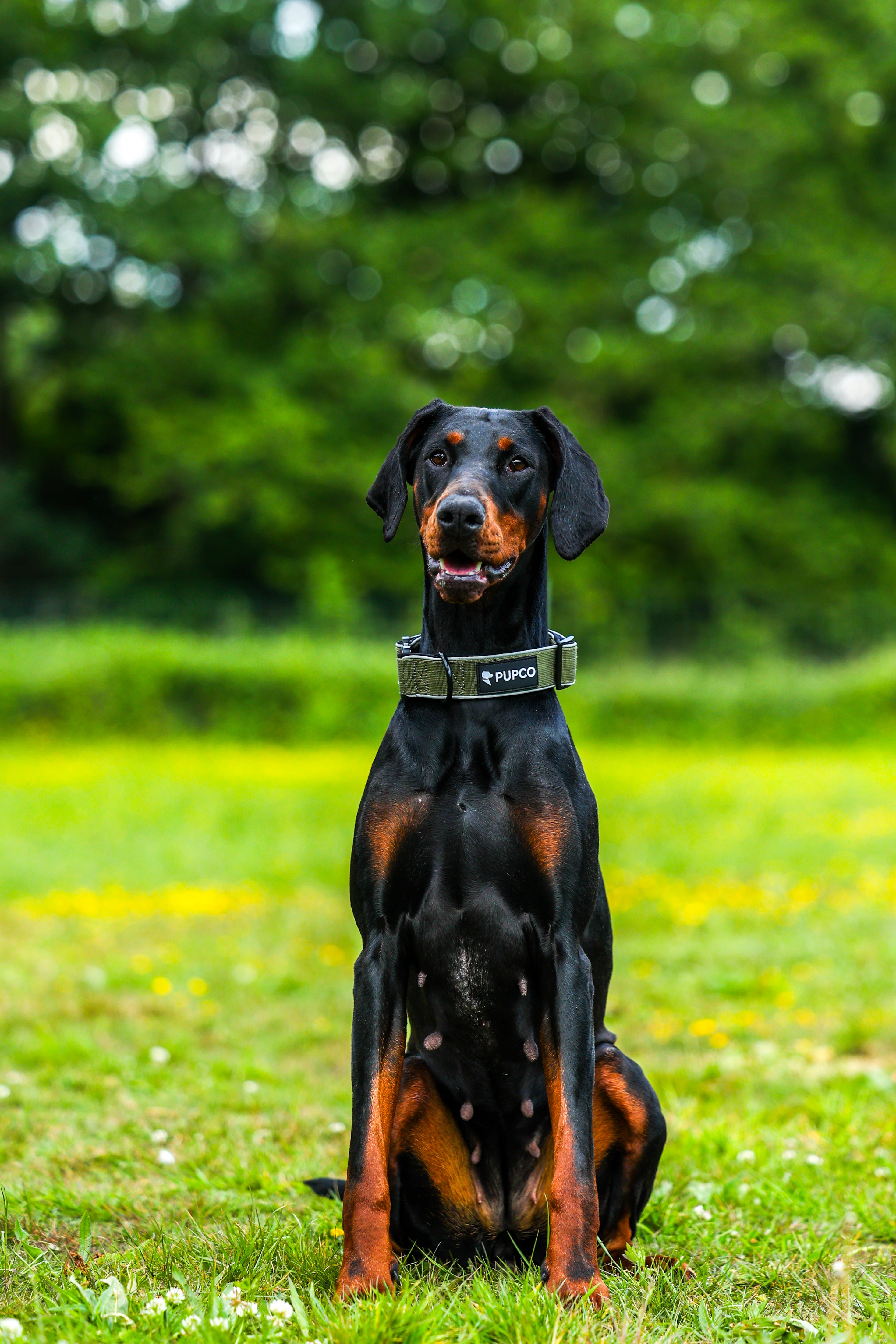 Doberman sitting attentively in a grassy field wearing a Reflective tactical collar - Khaki, designed for durability and visibility in outdoor settings.