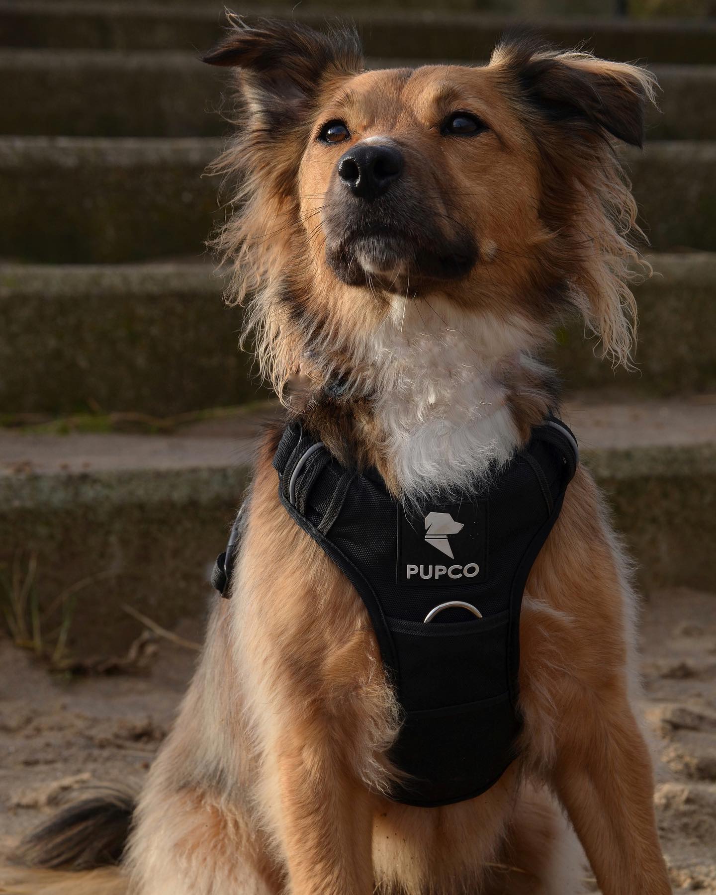 Prime harness bundle - Black