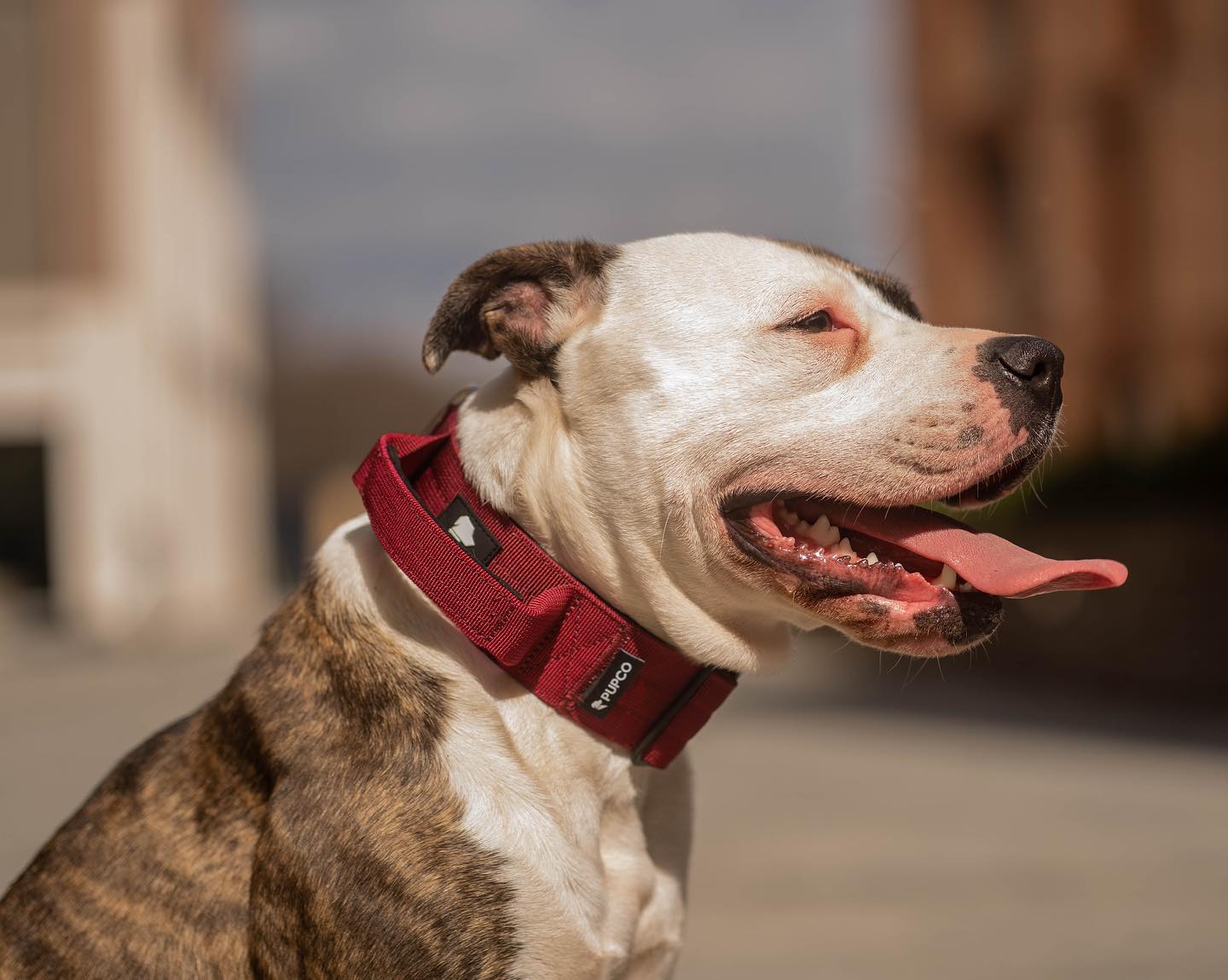 Performance collar with handle 5CM - Burgundy