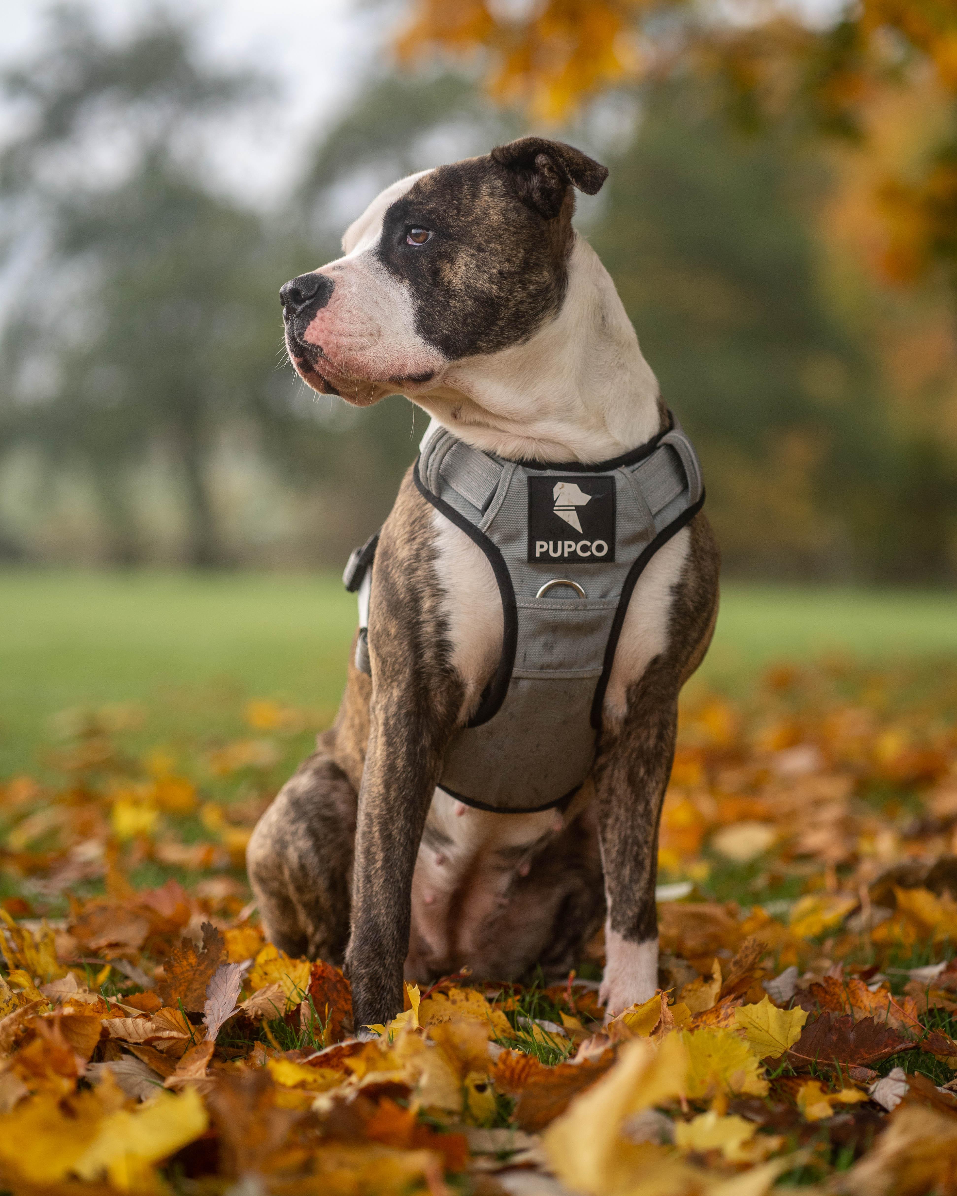 Prime harness bundle - Grey