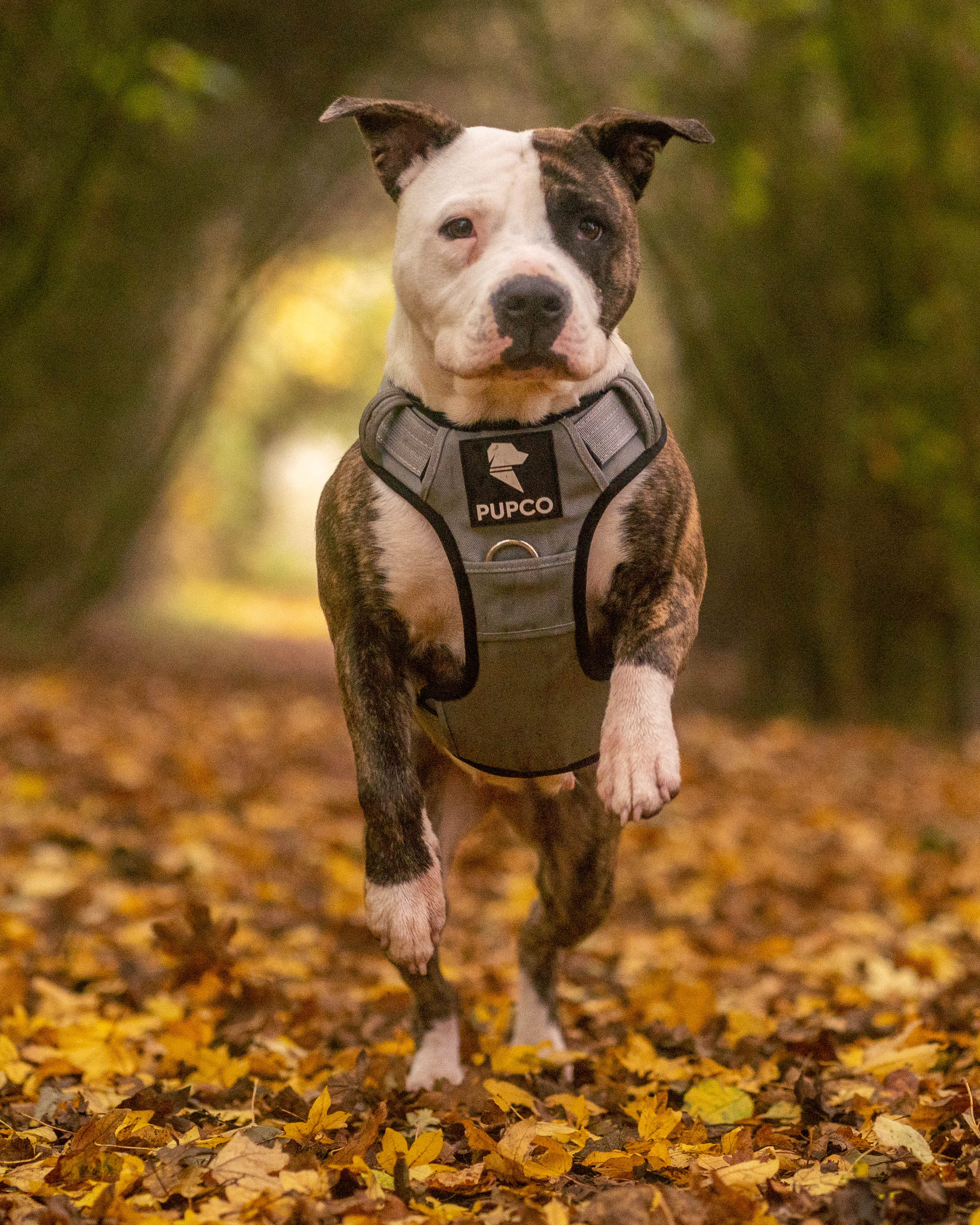 Dog running on a leaf-covered path wearing a Pupco Prime harness - Grey designed for performance and durability in outdoor activities.