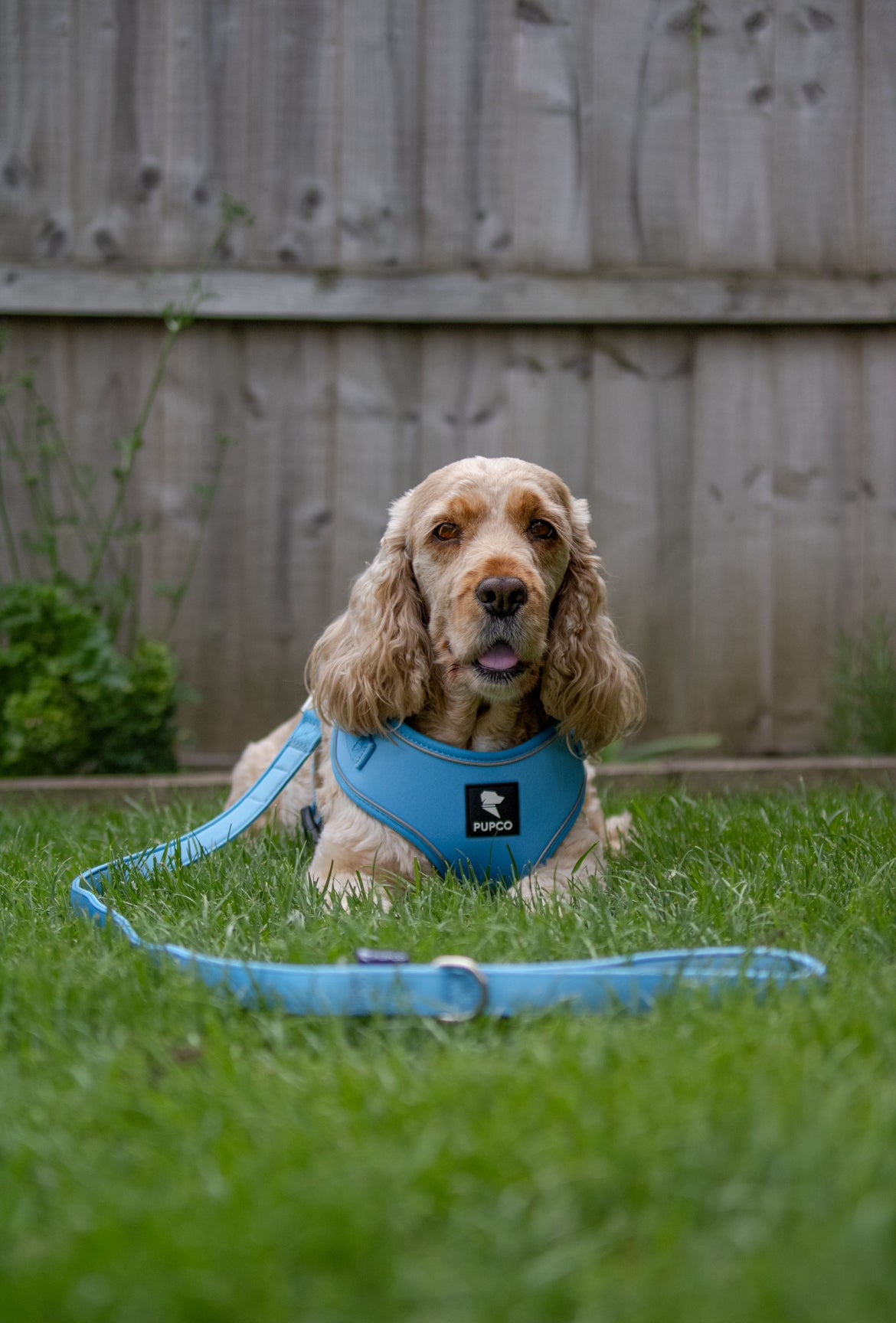 Air-Lite Harness - Sky blue