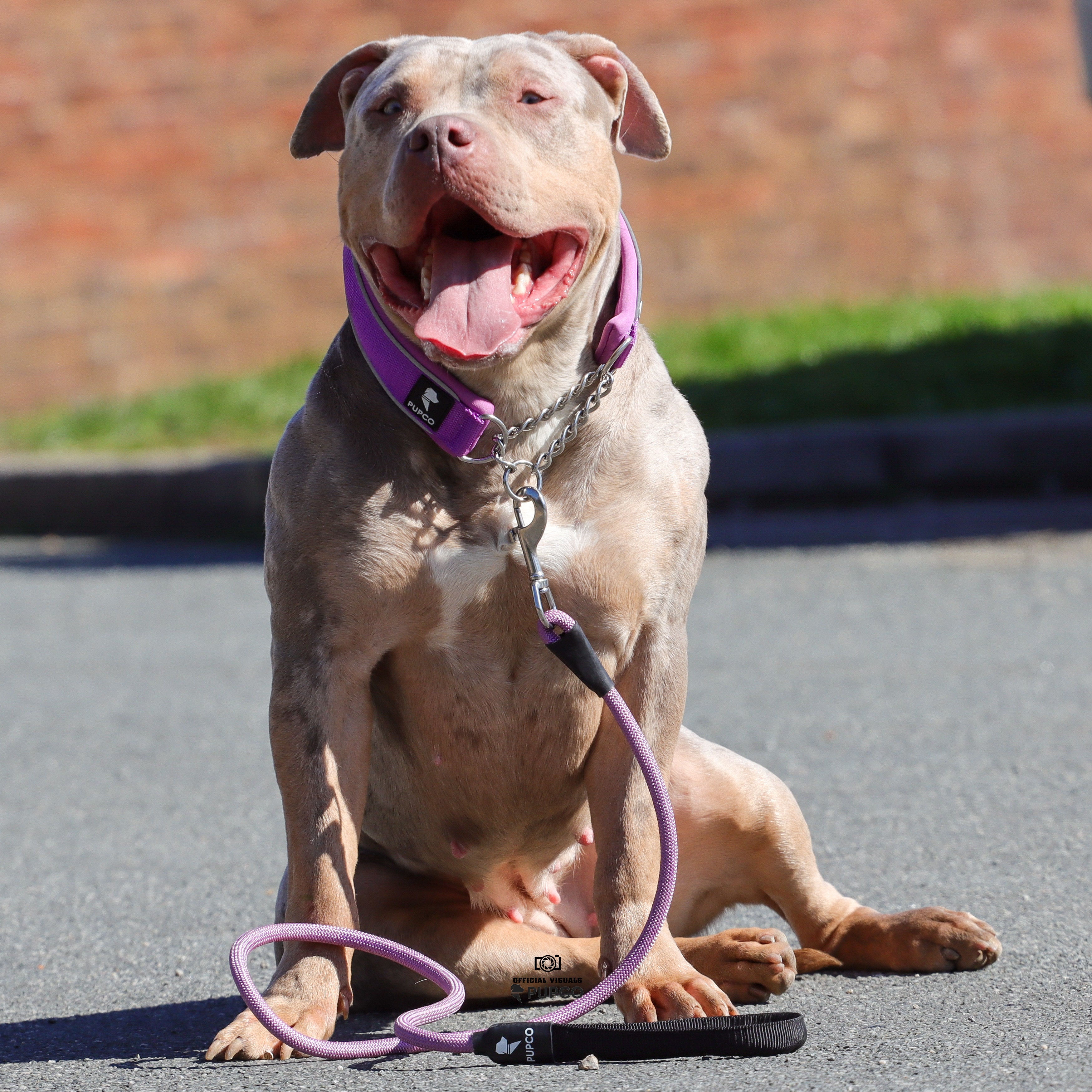 Martingale collar - Purple