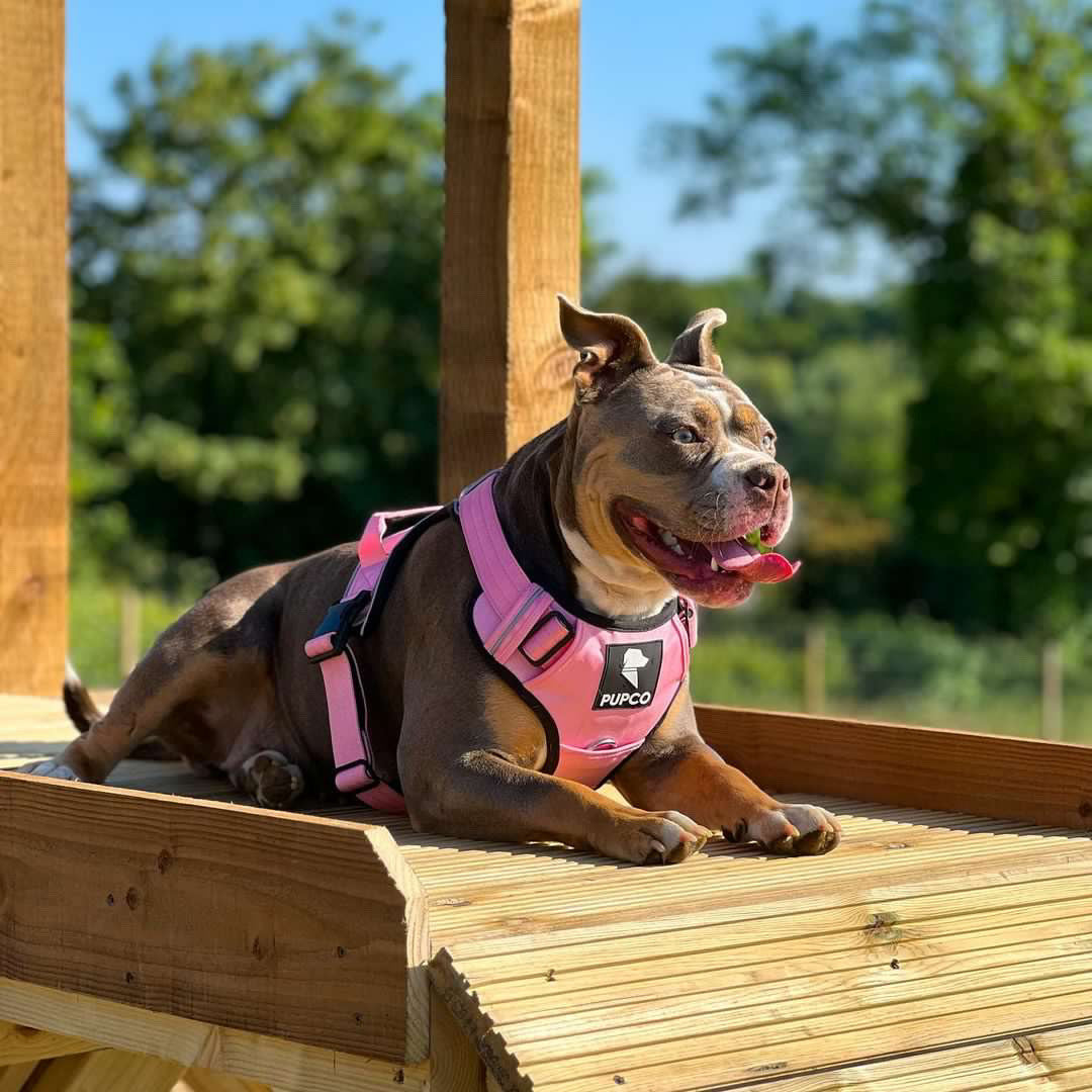 Prime harness - Pink