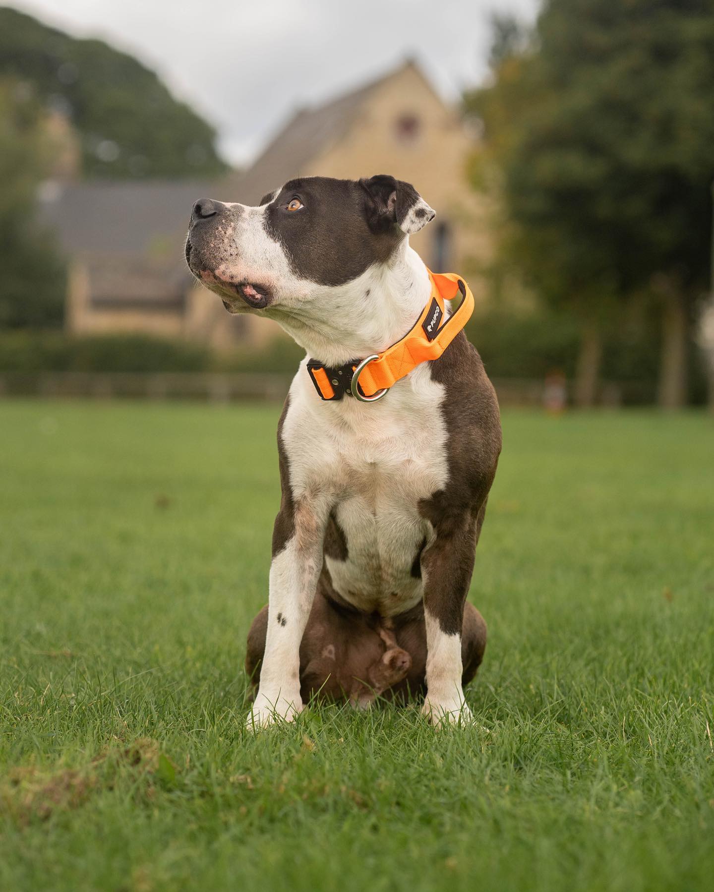 Performance collar with handle 4CM - Orange