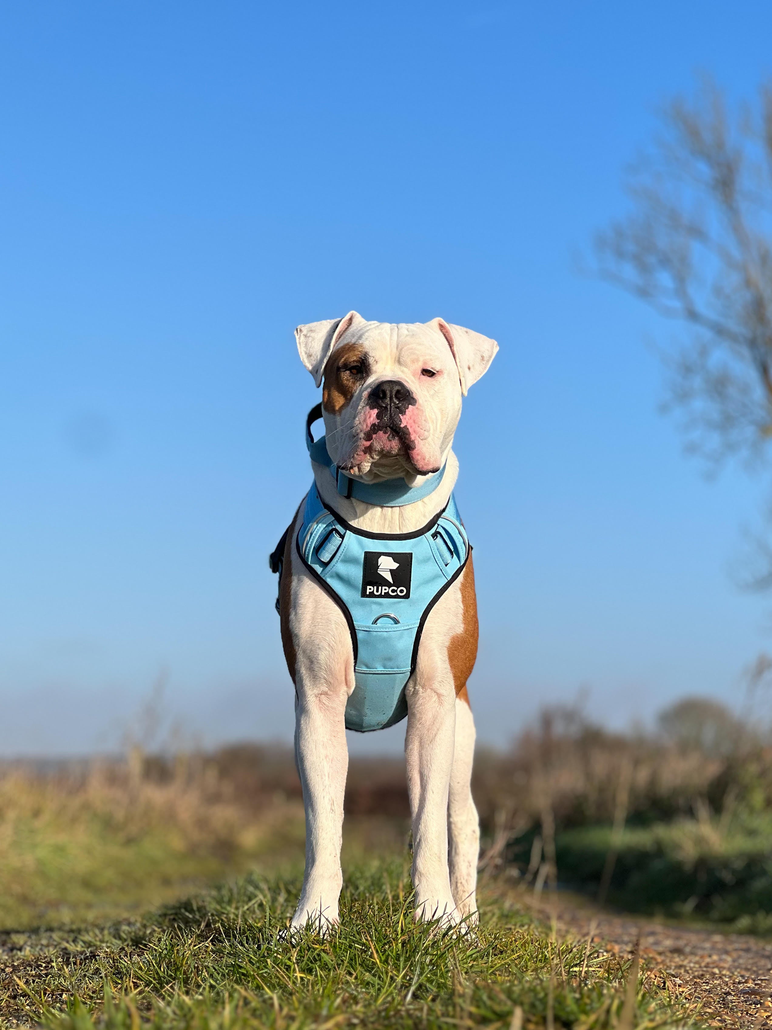 Performance collar with handle 5CM - Sky blue