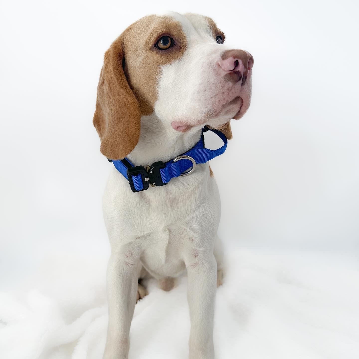 Performance collar - 2.5cm (Smaller breed/Puppy) - Blue