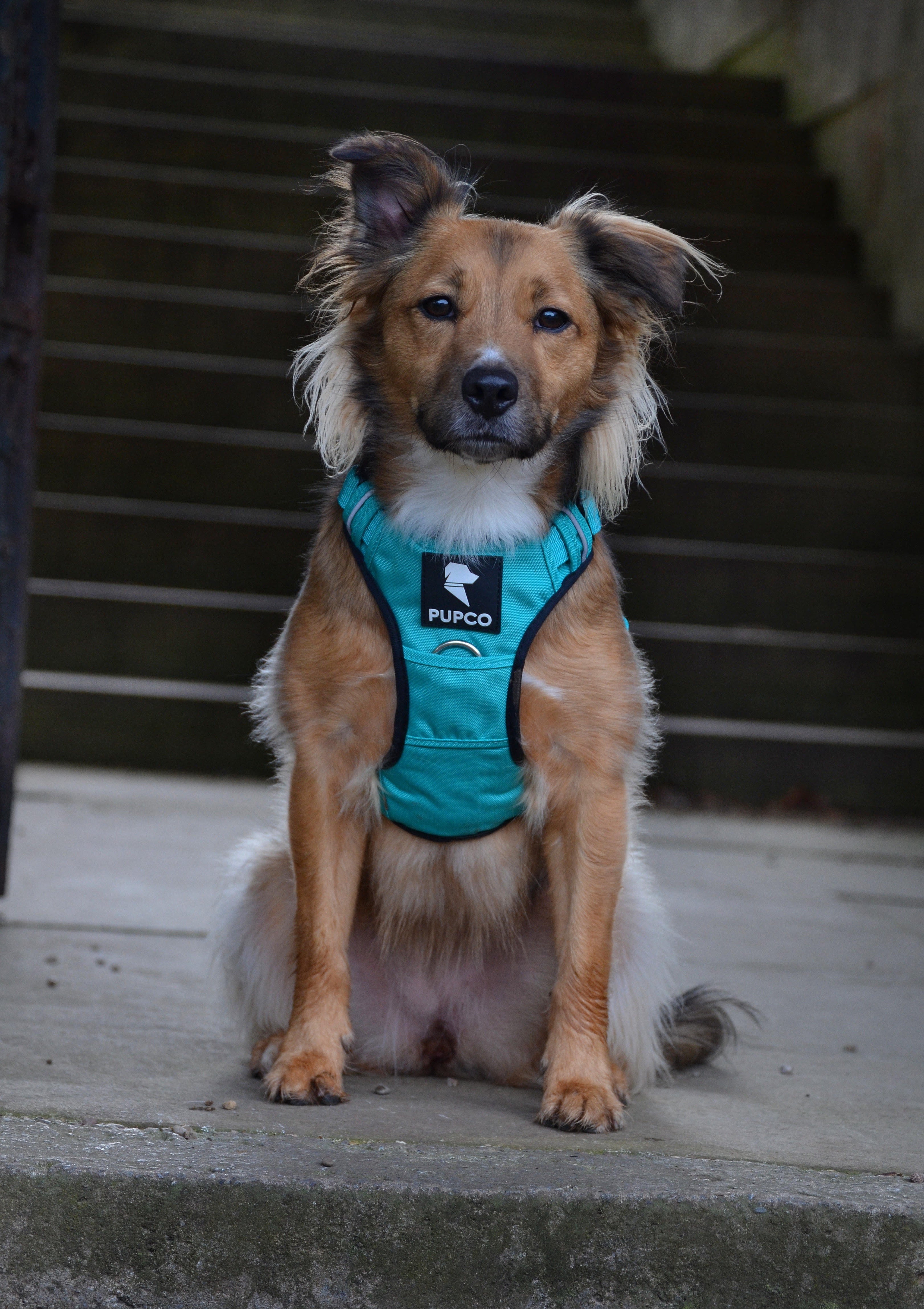 Prime harness - Turquoise