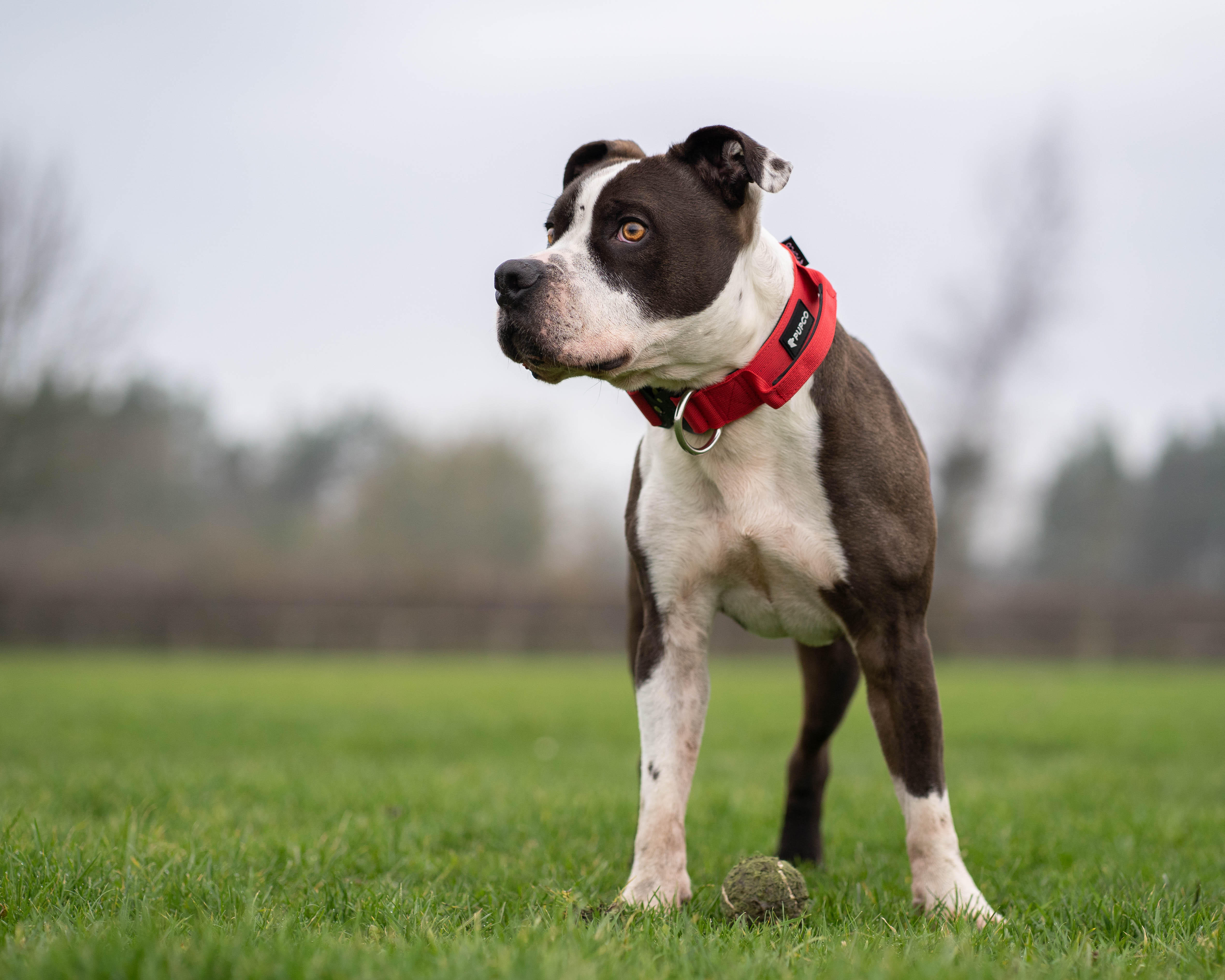 PUPCO Performance collar with handle 4CM - Red - Thepupco